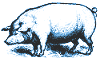 Year of the Boar