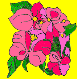 [Hibiscus flowers