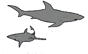 [Sharks